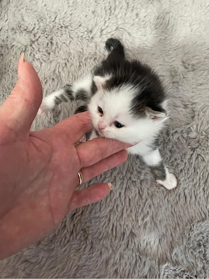 BKH Kitten Britisch Kurzhaar 