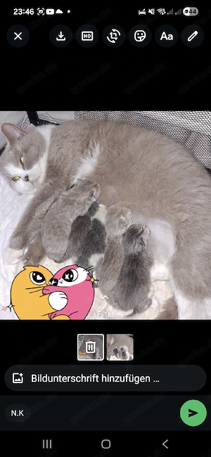 5 kleine BKH-Kitten sind geboren. Abgabebereit ca. zum 20.6.26