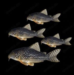 Orangeflossenpanzerwels Hoplisoma sterbai Corydoras