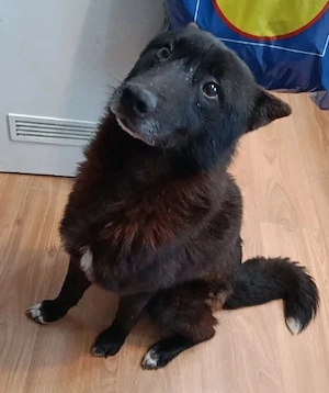 Europäisch Laika Rüde 