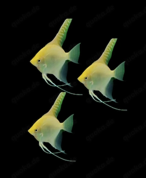 Gold- Skalar Skalare Pterophyllum scalare 