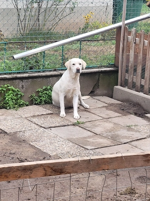 Labrador Weibchen 