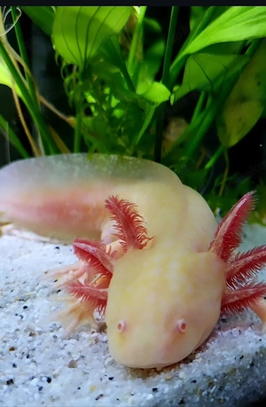 Axolotl GoldAlbino Männchen 
