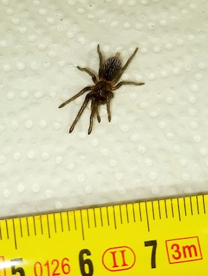 Tliltocatl Vagans Nachzuchten FH 3 4