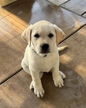 Gesunder Labrador-Welpe.