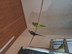 Blaugenick-sperlingspapageien