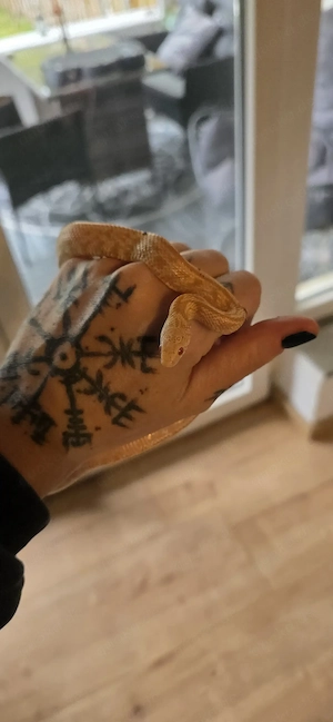 Kornnatter mit Terrarium mit Einrichtung 