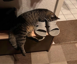 Katze zu verschenken