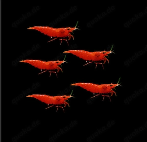 Red Sakura Zwerggarnelen Garnelen Neocaridina davidi 