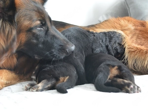 Schäferhund Welpen Langhaar