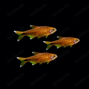 Kupfersalmler Hasemania nana