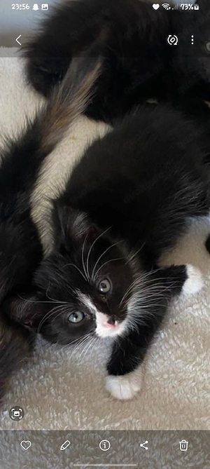 Baby Katze abzugeben