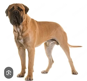 Ich suche eine eine Saber Backe 