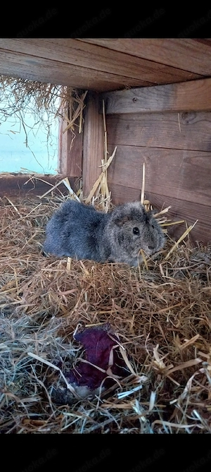  Meerschweinchen Bock Rosette