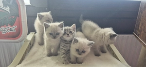 BKH Kitten  abgabebereit 