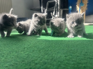 Reinrassige BKH kitten suchen liebe volles Zuhause 