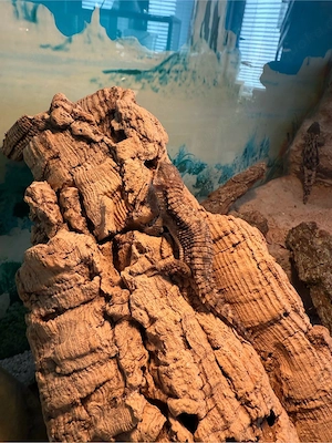 Jones-Zwerggürtelschweif