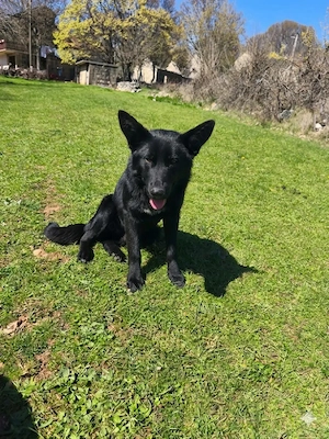 Collie Schäferhund Mix Rüde 9Mon 25kg 50cm SIGMA in Kroatien 