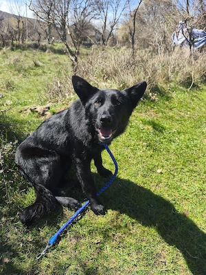 Collie Schäferhund Mix Rüde 9Mon 25kg 50cm SIGMA in Kroatien 