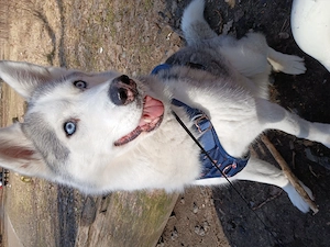 Traumhündin sucht ihr Für-immer-Zuhause 