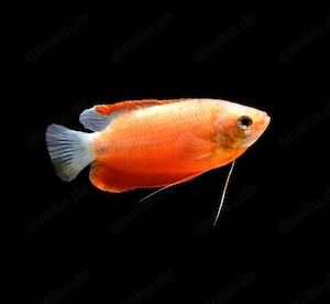 Roter Honiggurami Trichogaster chuna