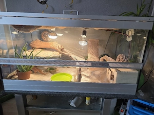 bartagam mit terrarium 