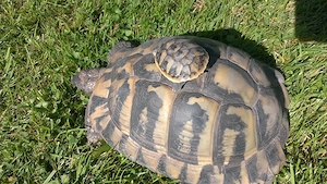 Biete Griechische Landschildkröten an