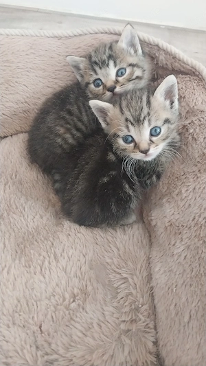 süße BKH mix Kitten