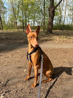 Odin - sensibler Begleiter