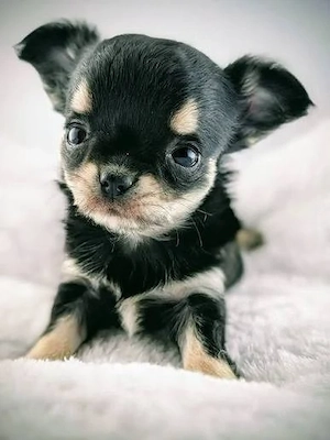 Chihuahua Welpen liebevoll aufgezogen