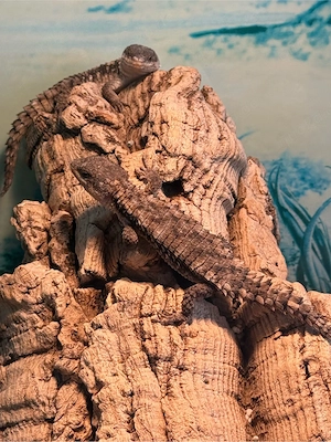 Jones-Zwerggürtelschweif