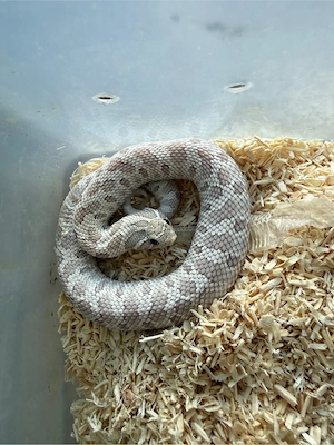 Heterodon nasicus Hakennasennattern