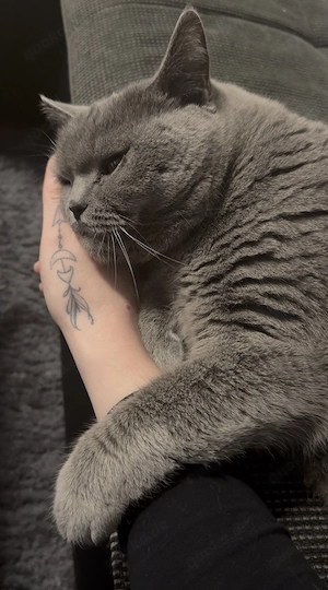 British Kurzhaar Katze