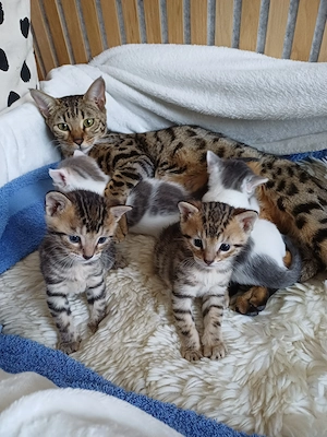 Kitten Bengal Mix