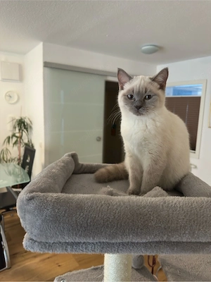    Katze abzugeben