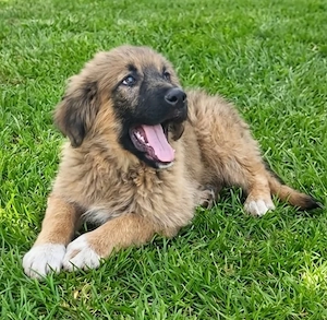 Hütehund Mix Rüde 3Mon wird ca 30 kg HundeKatzenHühnerlieb