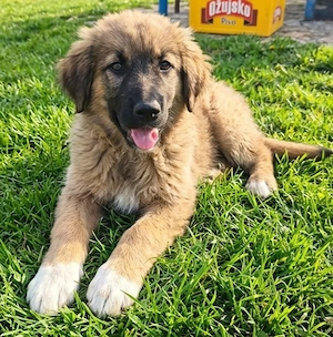 Hütehund Mix Rüde 3Mon wird ca 30 kg HundeKatzenHühnerlieb Bild 3