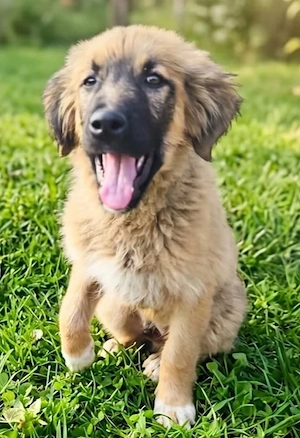 Hütehund Mix Rüde 3Mon wird ca 30 kg HundeKatzenHühnerlieb Bild 5