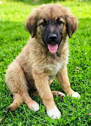 Hütehund Mix Rüde 3Mon wird ca 30 kg HundeKatzenHühnerlieb Bild 4