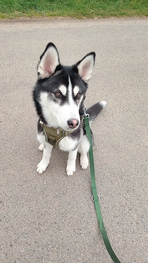 Hulk sucht ein neues Zuhause