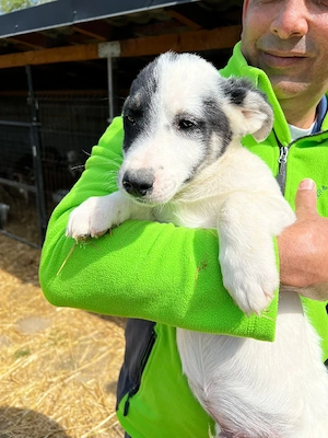 Feivel sucht sein Zuhause