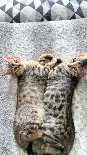 Unzertrennliche Brüder suchen Zuhause    (5 Monate, sehr lieb)