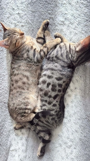 Unzertrennliche Brüder suchen Zuhause    (5 Monate, sehr lieb)