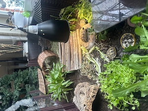 Maurische Landschildkröte zwei Jahre alt 