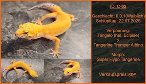 Die letzten 3 Leopardgecko Mädels der Saison