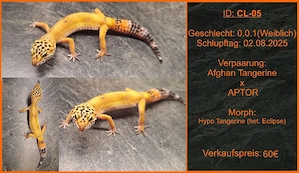 Gesunde Leopardgecko Jungtiere abzugeben Bild 3