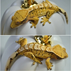 Kronengeckos (Correlophus ciliatus)