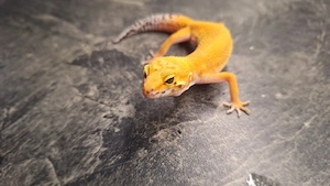 Leopardgecko Weibchen   Super Hypo Tangerine