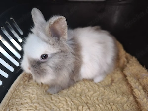 Sehr süße Zwerghasen Babys, Löwenkopf, Hasen