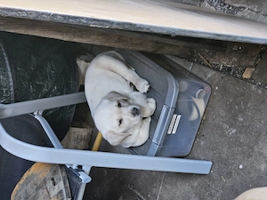 Süße Labradorwelpen in blonde und Champagne 